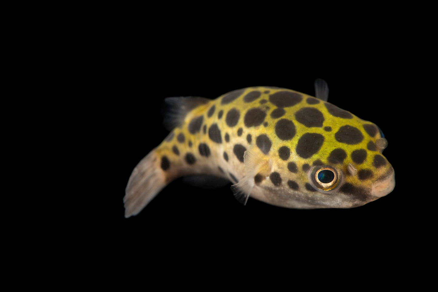 Green Spotted Puffer