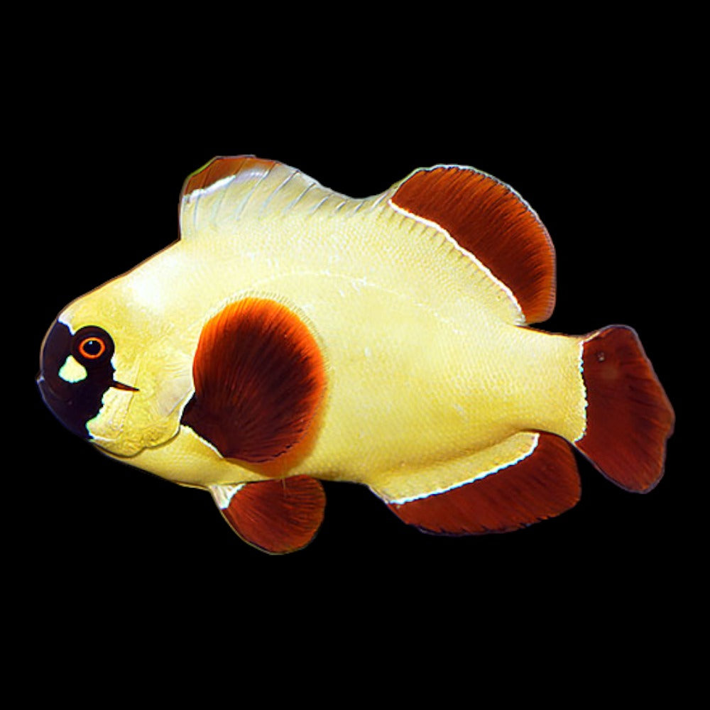Maroon Clownfish