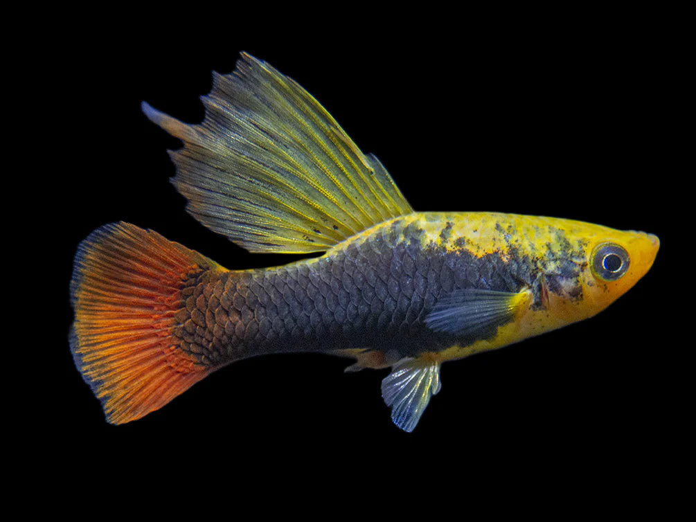 Hifin Platy