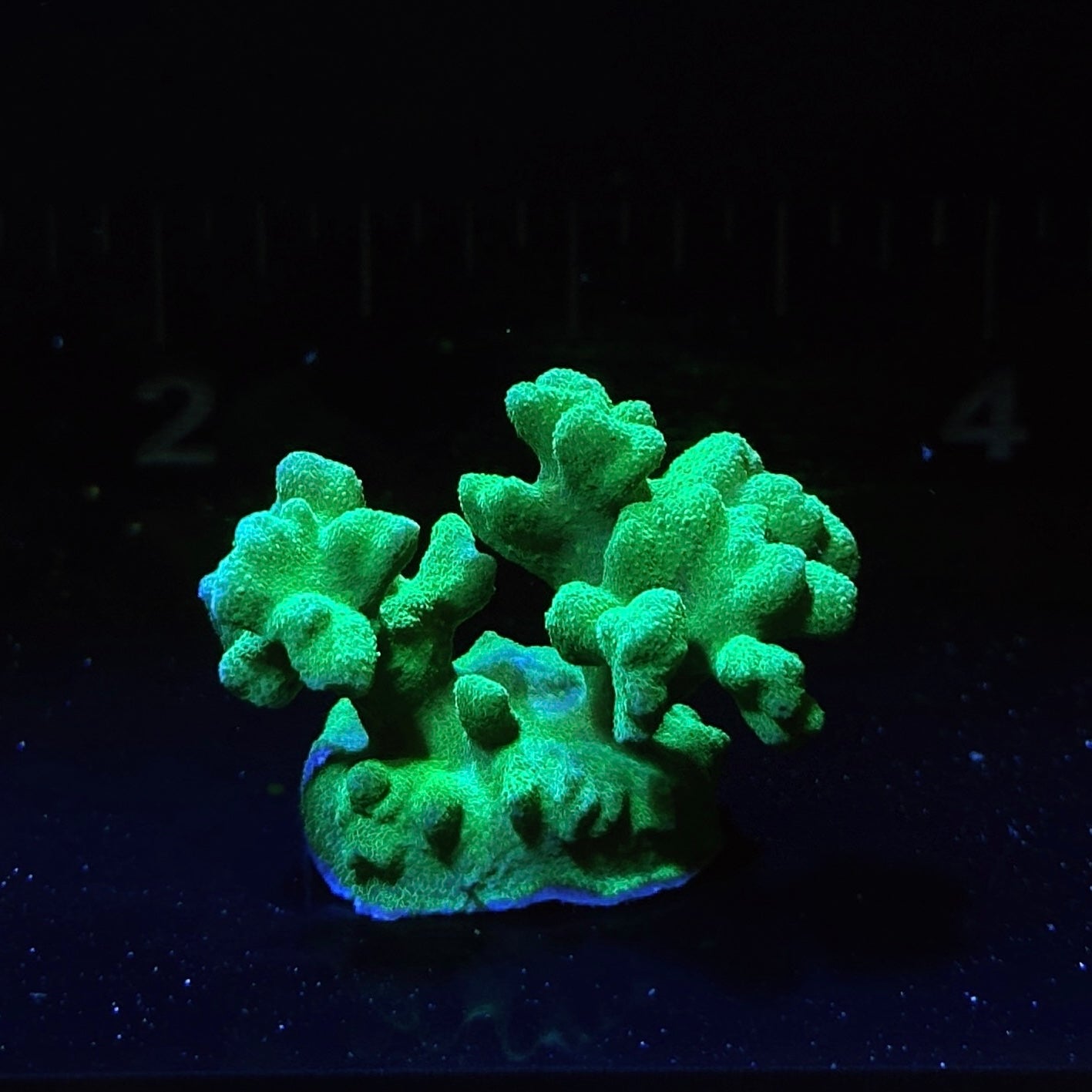 Green Branching Psammocora
