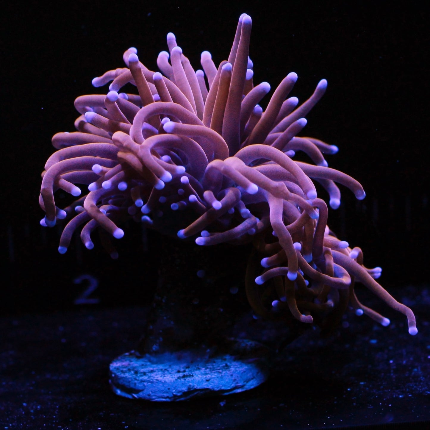 Almost WYSIWYG 24K Torch Double Headed #0589