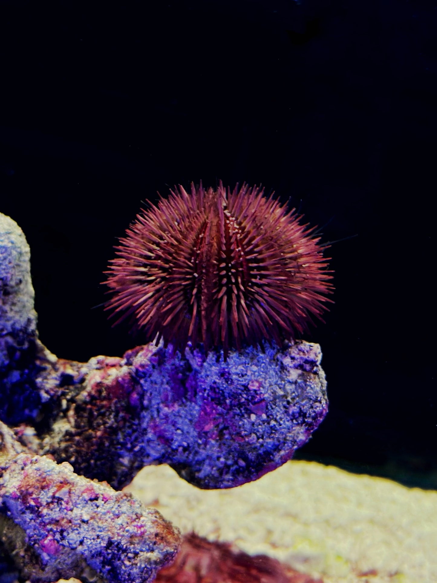 Urchin Pincushion