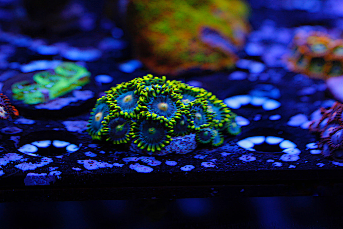 WYSIWYG Zoa Mini Colony #0642