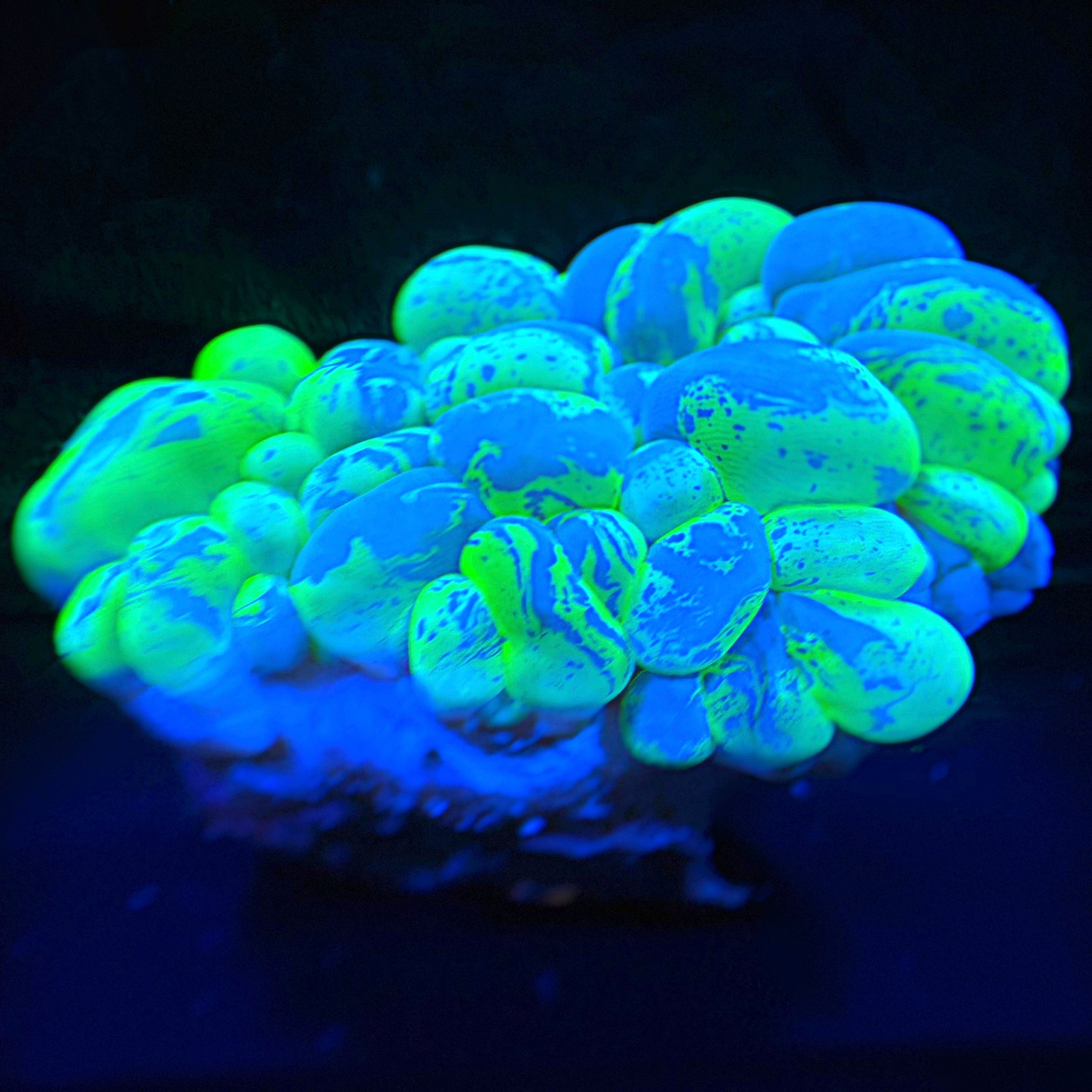 WYSIWYG Toxic Green Splatter Bubble Coral #1034 – Saltwater Reef Co.
