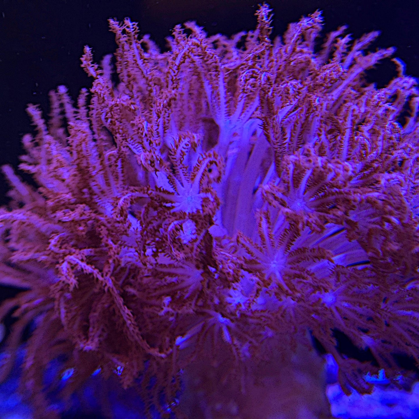 Medium Frag Red Xenia