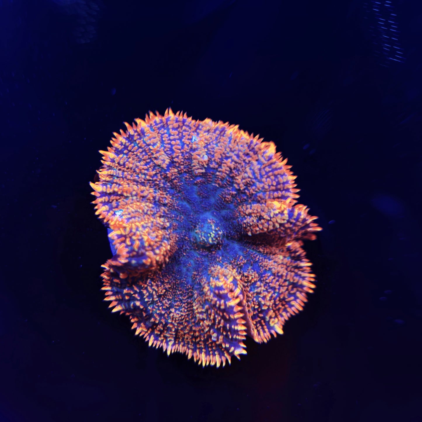 WYSIWYG Orange Rim Mushroom #1087