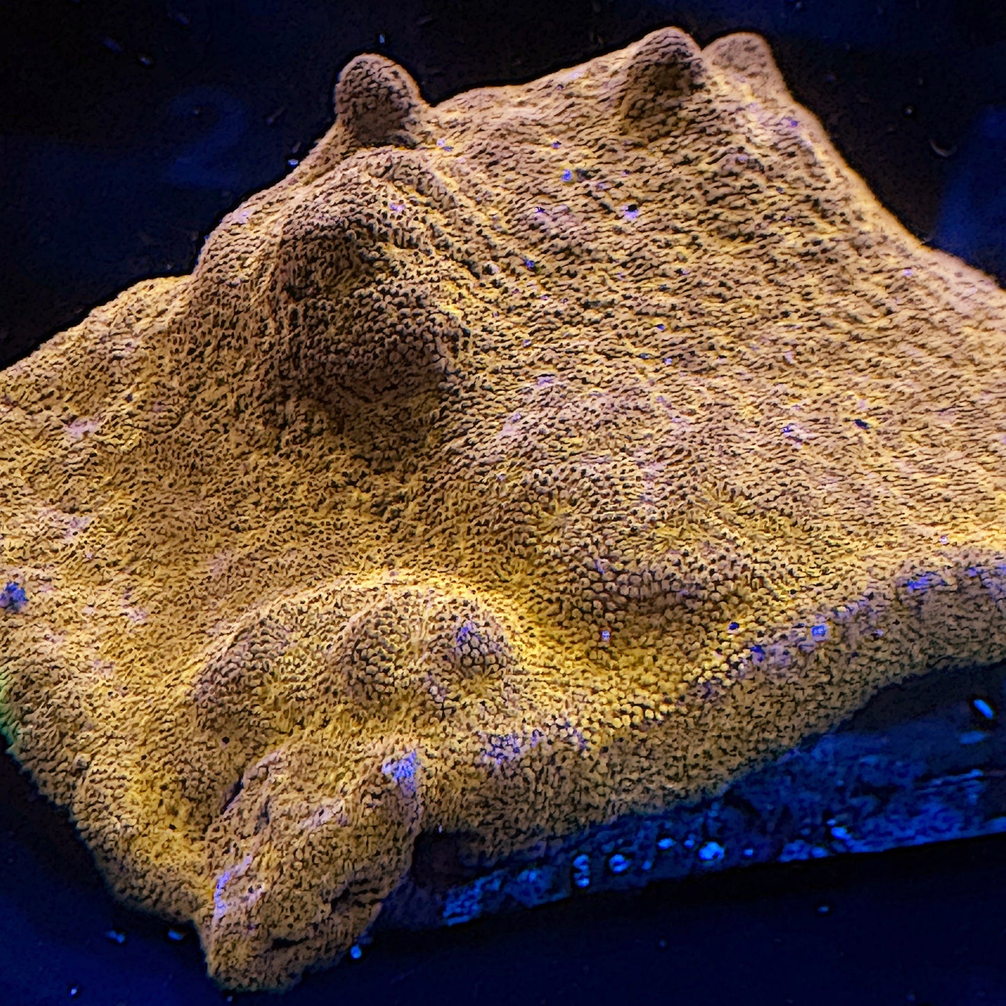 Almost WYSIWYG Watermelon Psammacora Frag