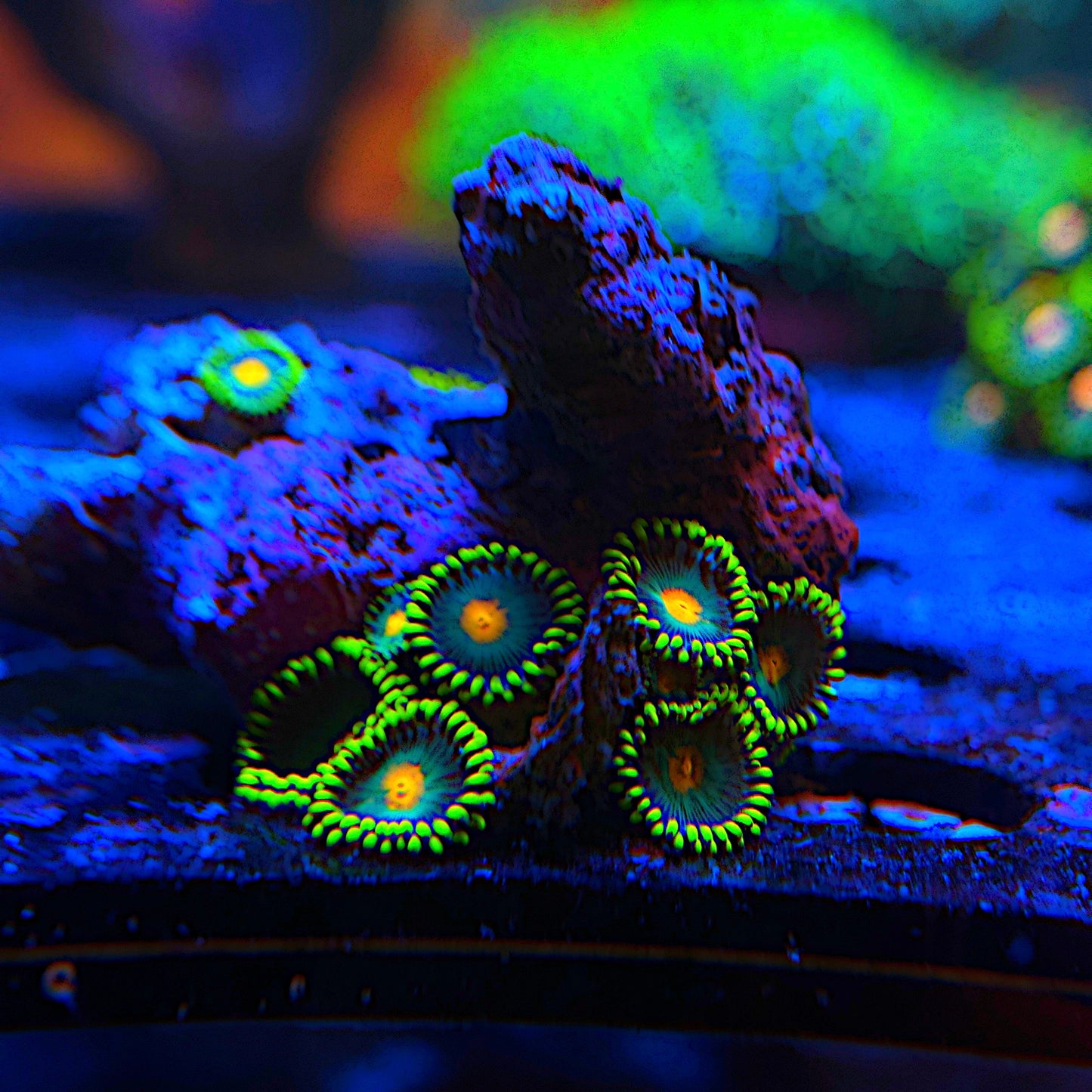WYSIWYG Wild Zoa Frag #1106