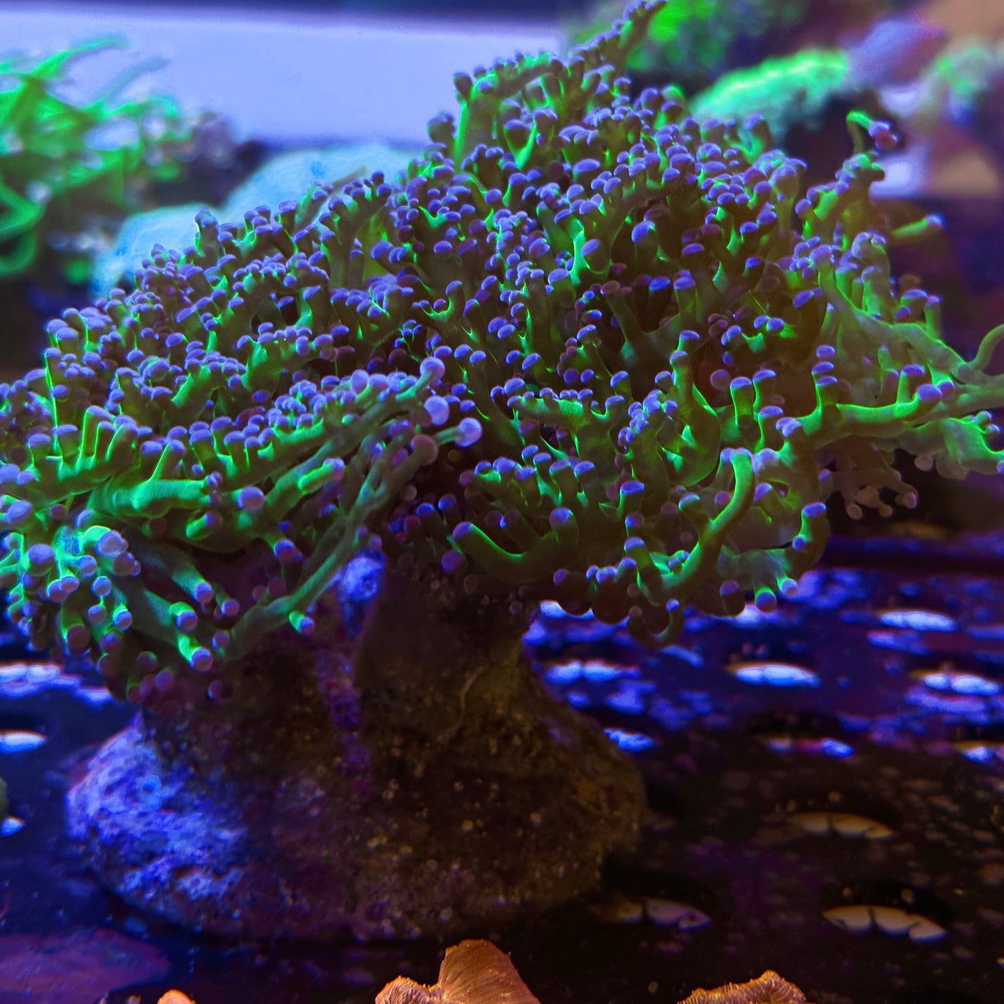 Almost WYSIWYG Purple Tip Frogspawn *price per head* #1028