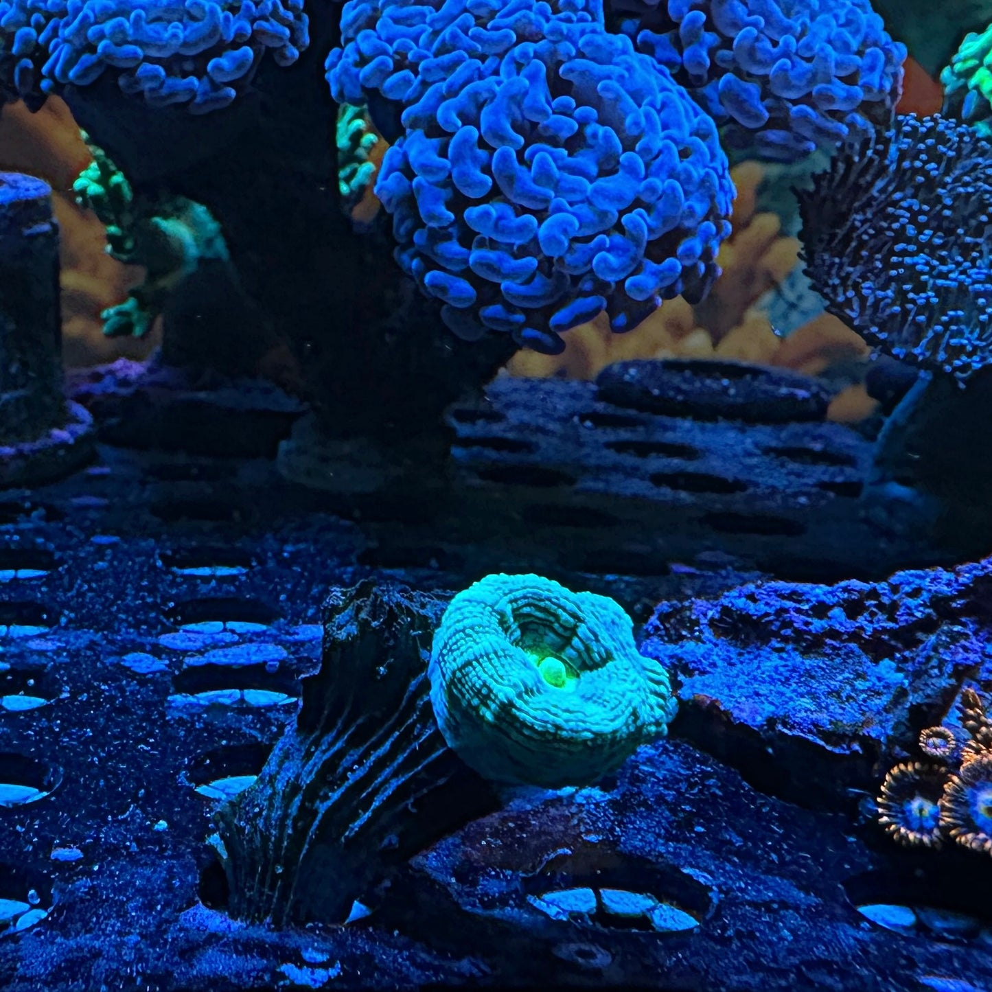 WYSIWYG Teal Candy Cane Frag