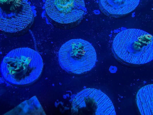 Strawberry Shortcake Acropora