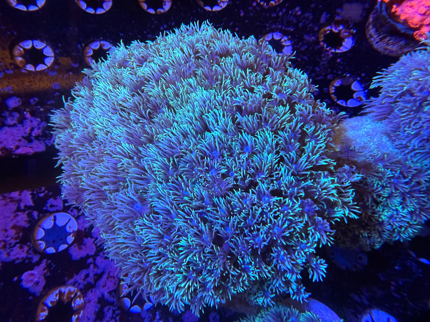 WYSIWYG Indo Silver Goniopora XLG Colony