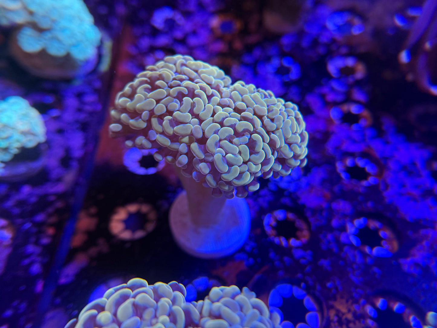 WYSIWYG Aquacultured Gold Hammer #2563