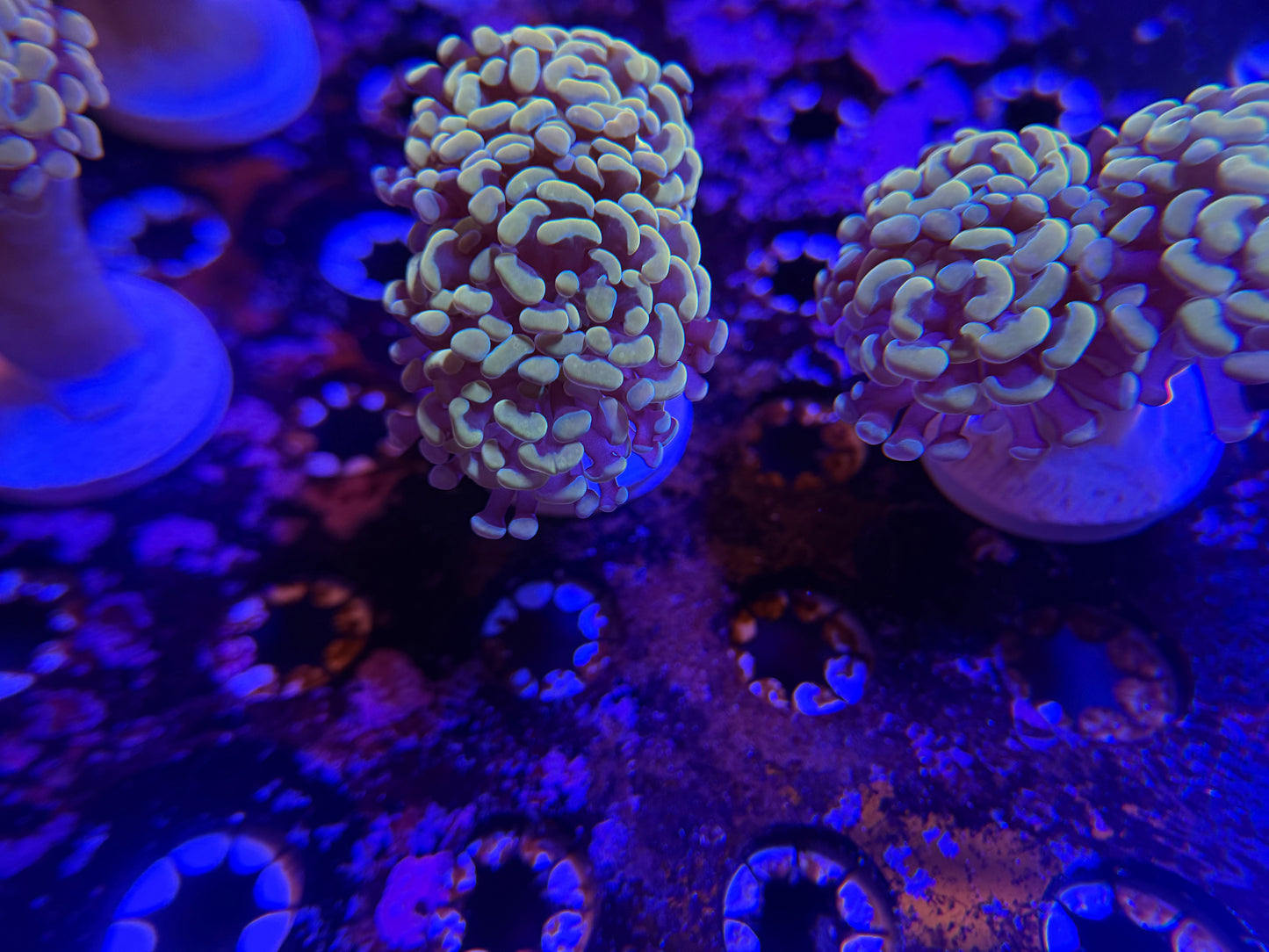 WYSIWYG Aquacultured Gold Hammer #2565