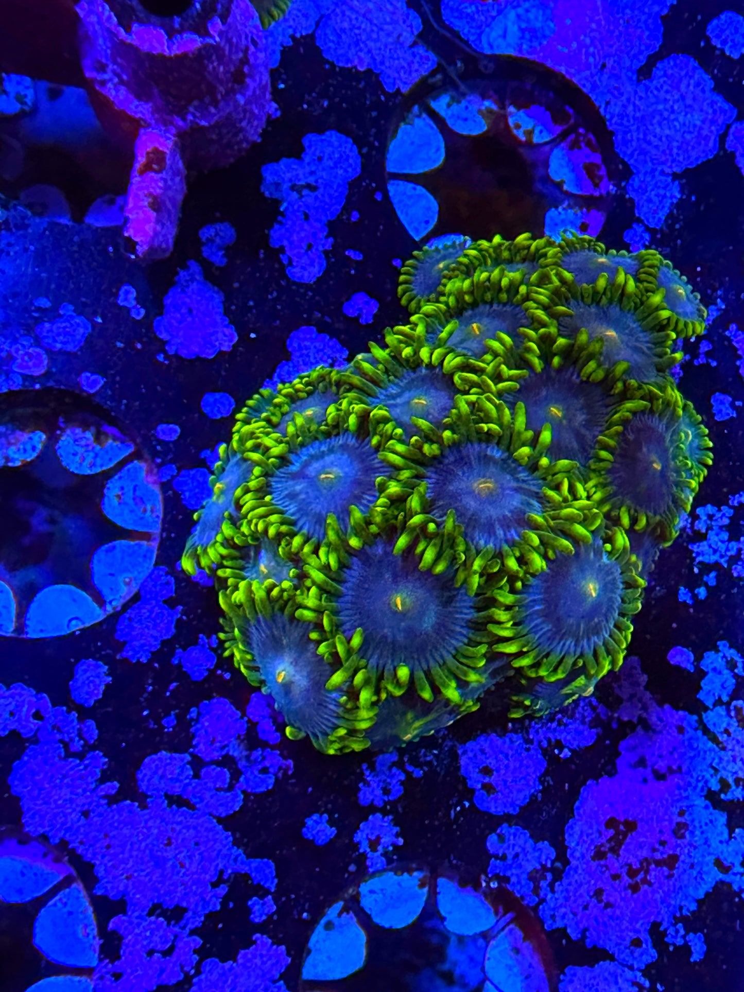 WYSIWYG Blue Steal Zoa