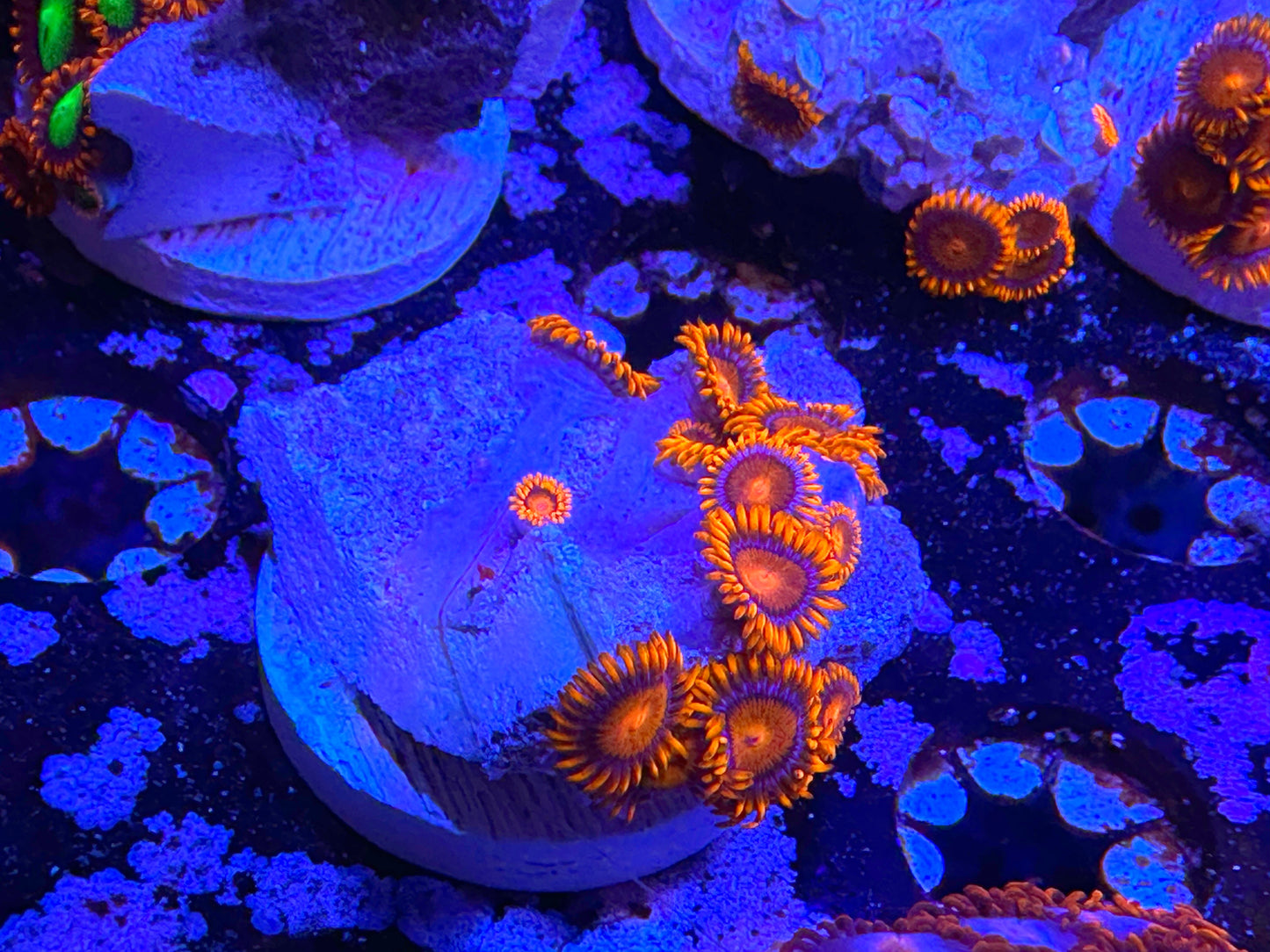 Orange Bam Bam Zoa