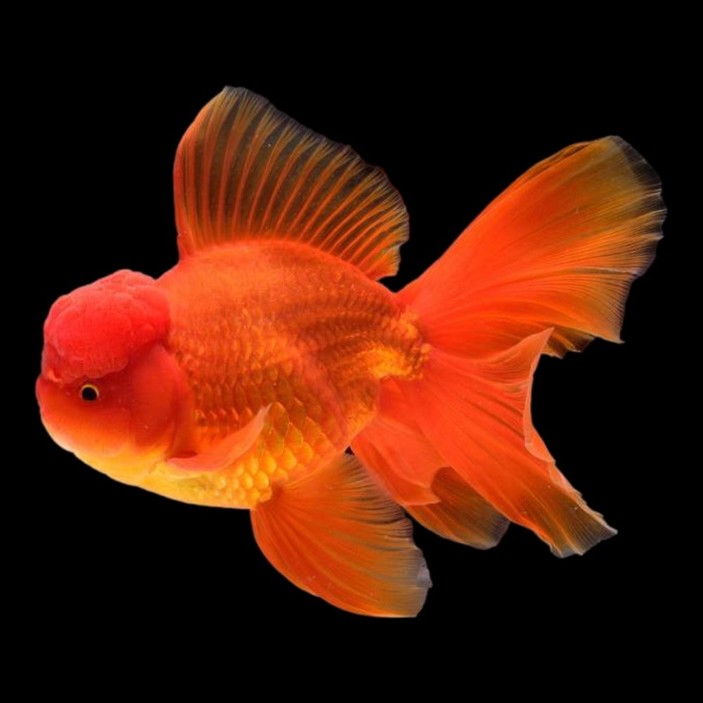 Oranda Goldfish