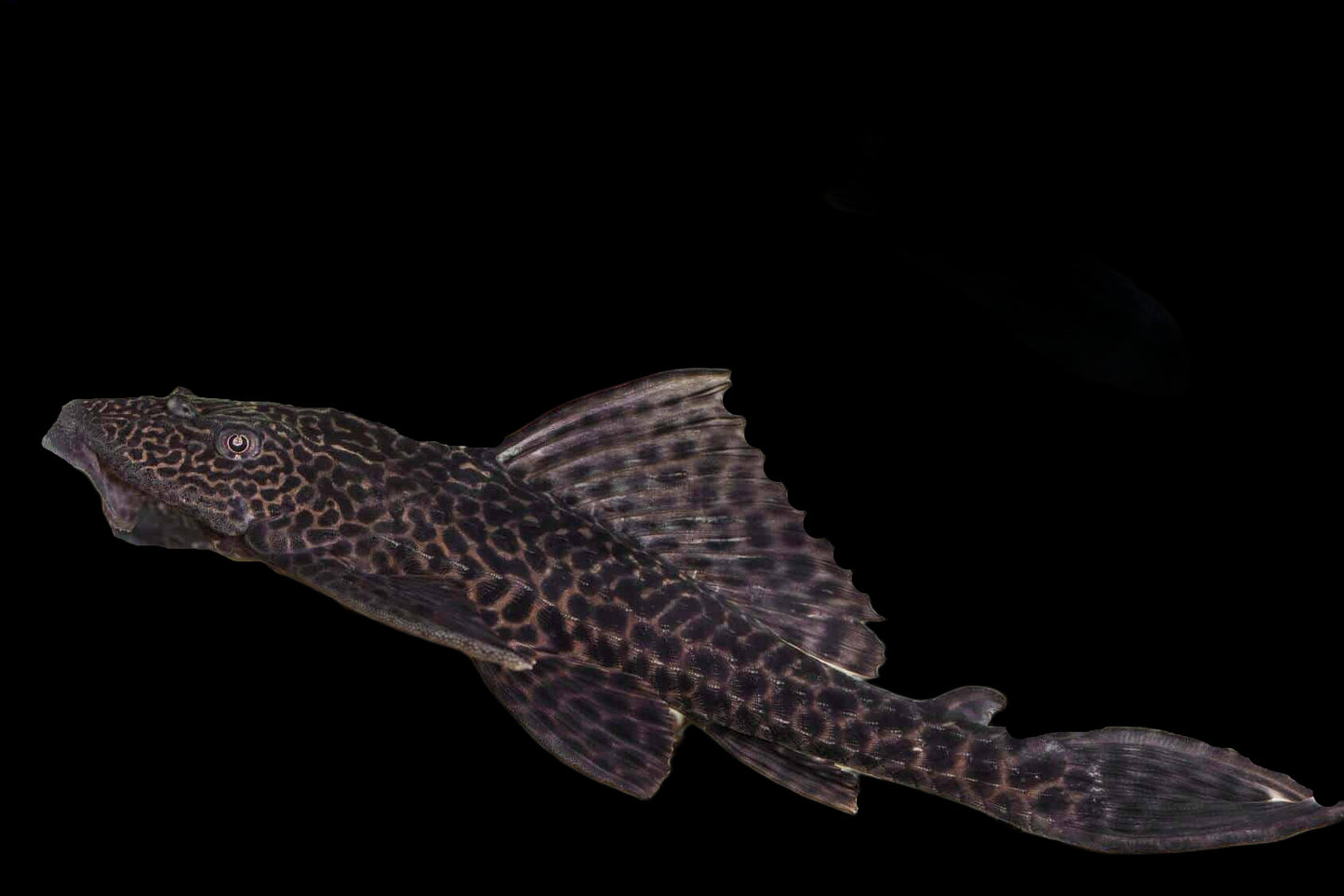 Trinidad Pleco