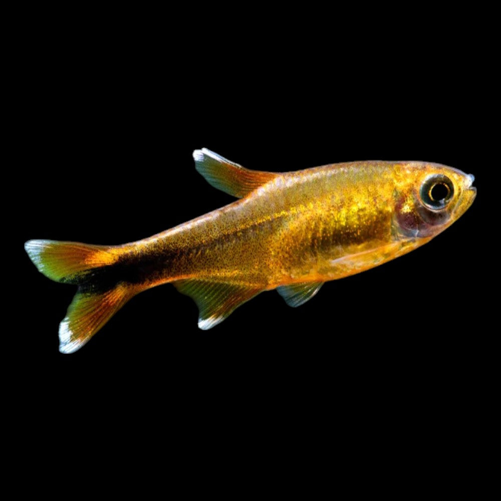 Silver Tip Tetra