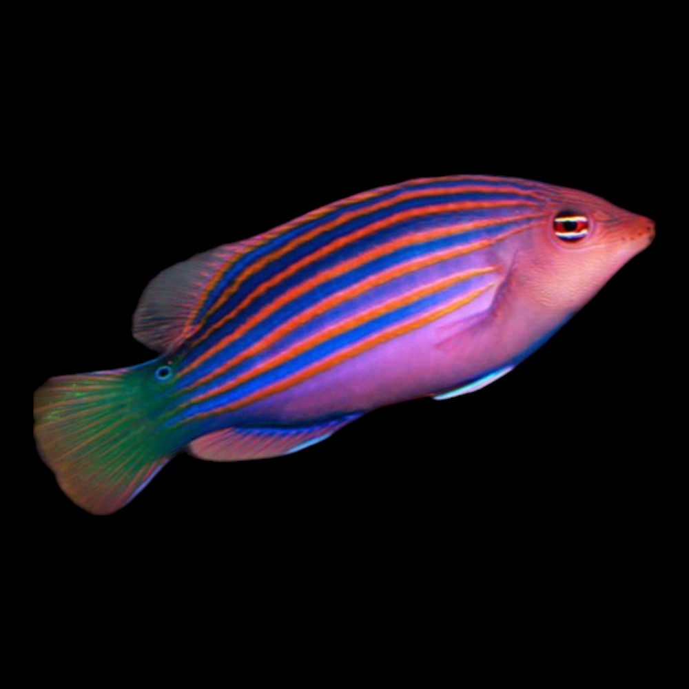 Wrasse Six Line