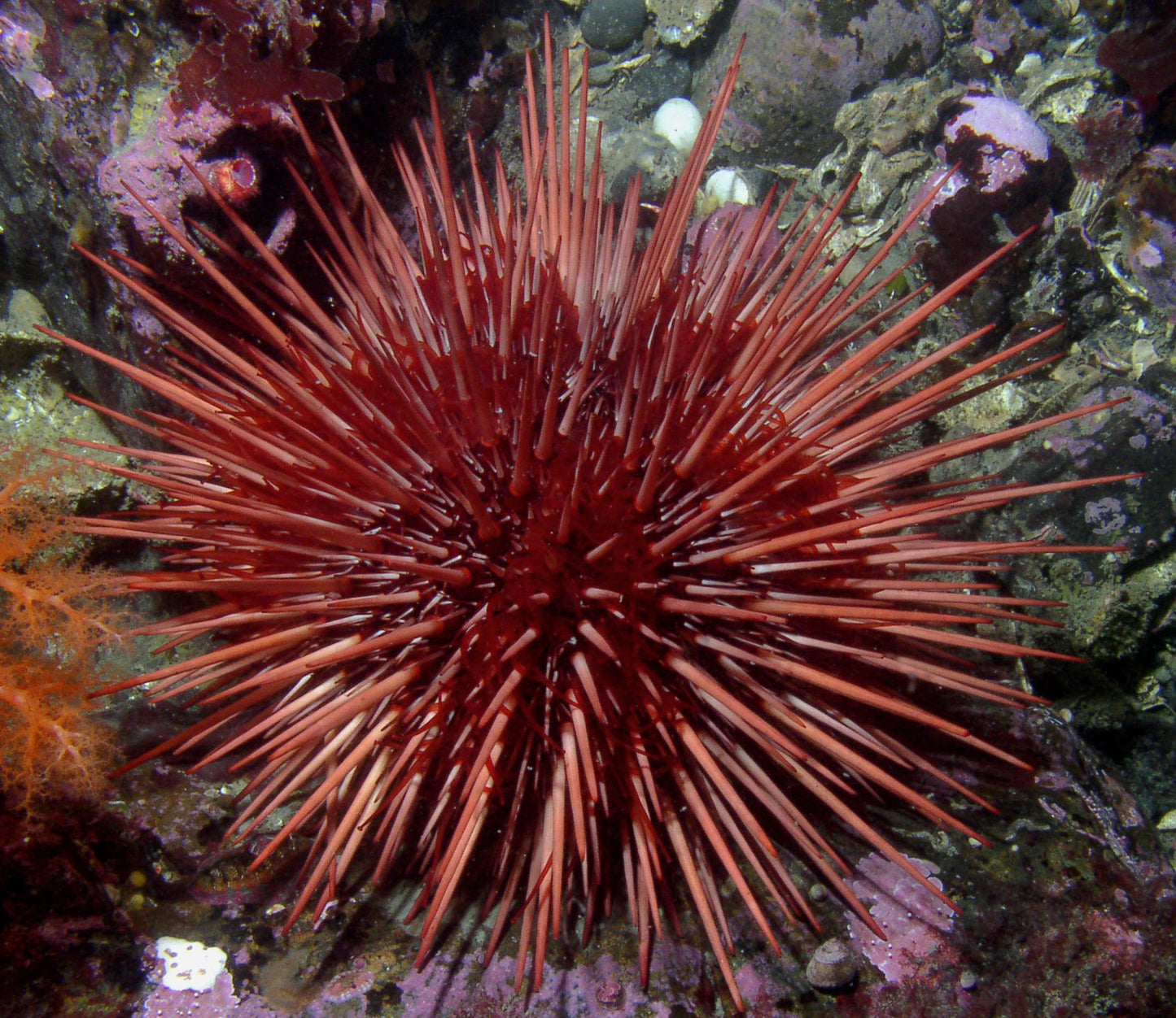 Red Urchin