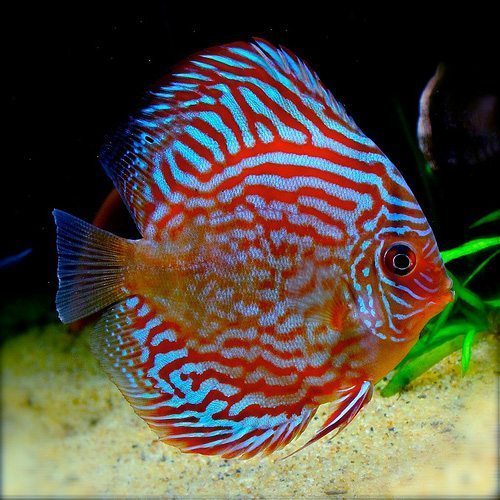 Red Turquoise Discus Fish