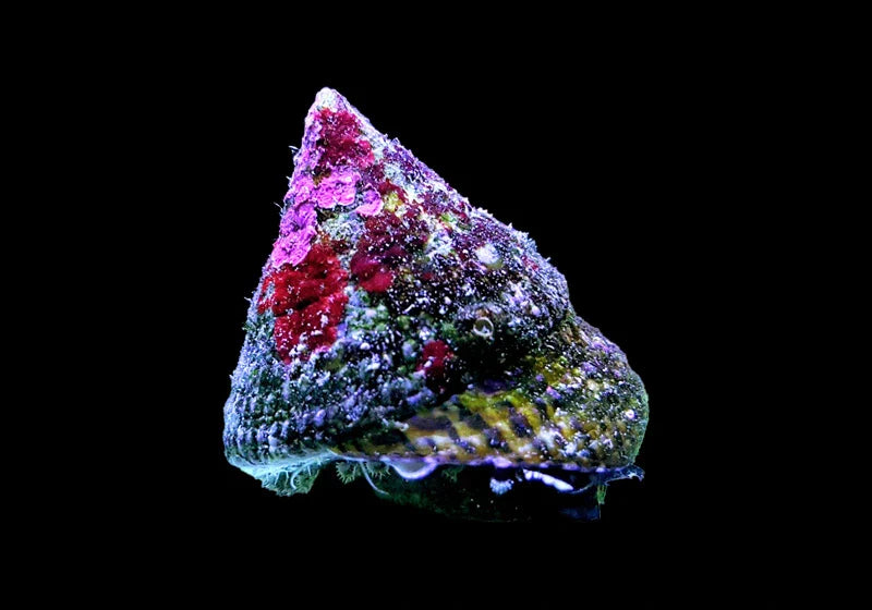 Trochus Latticed Snail