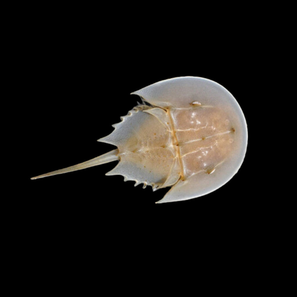 Horseshoe Crab