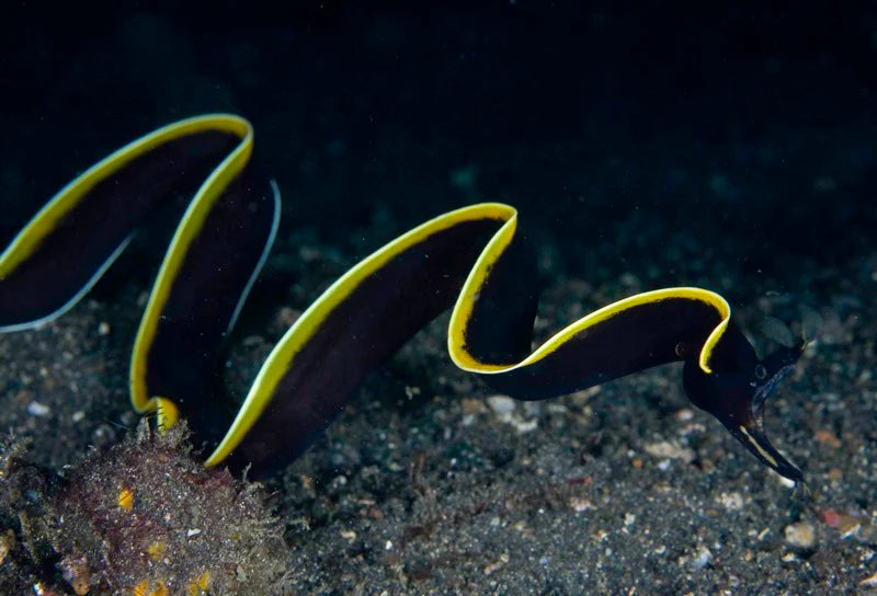 Ribbon Eel