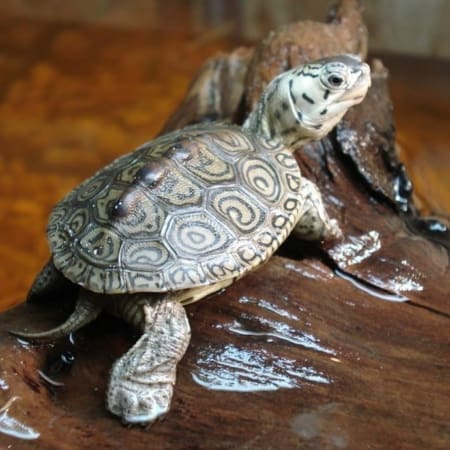 Diamondback Tutle