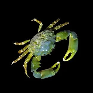 Emerald Crab
