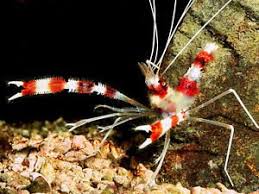 Coral Banded Shrimp