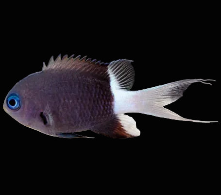 Bicolor Chromis