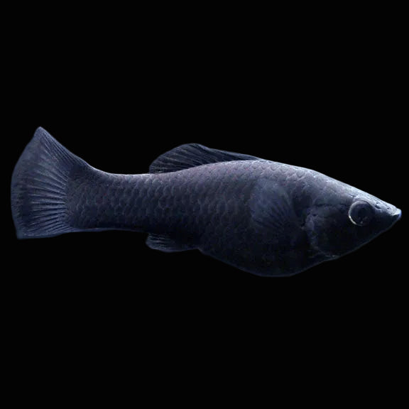 Black Molly
