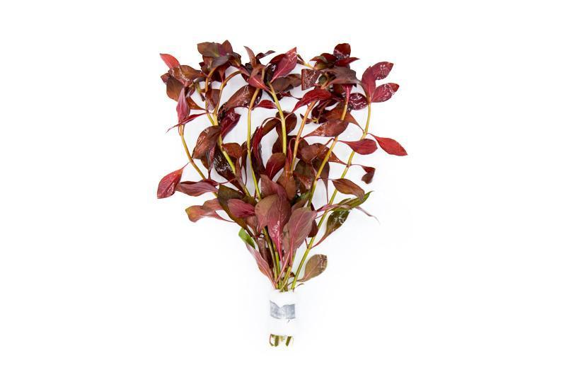Ludwigia Repens "Diamond Red" - Red Diamond Ludwigia