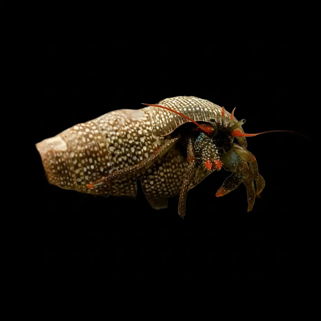 Red Leg Hermit Crab
