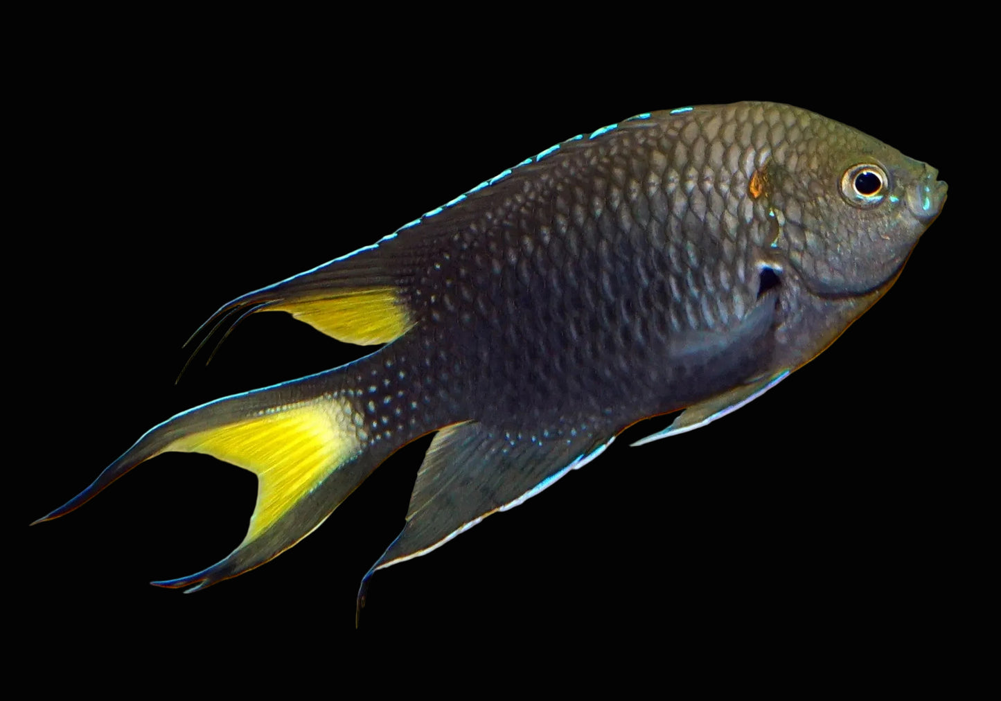 Neopoma Damsel