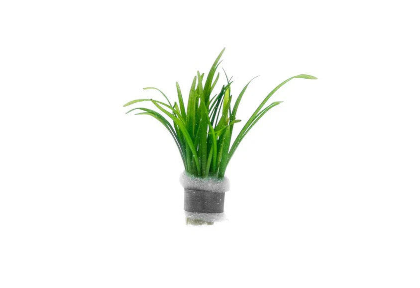 Sagittaria Subulata - Dwarf Sagittaria