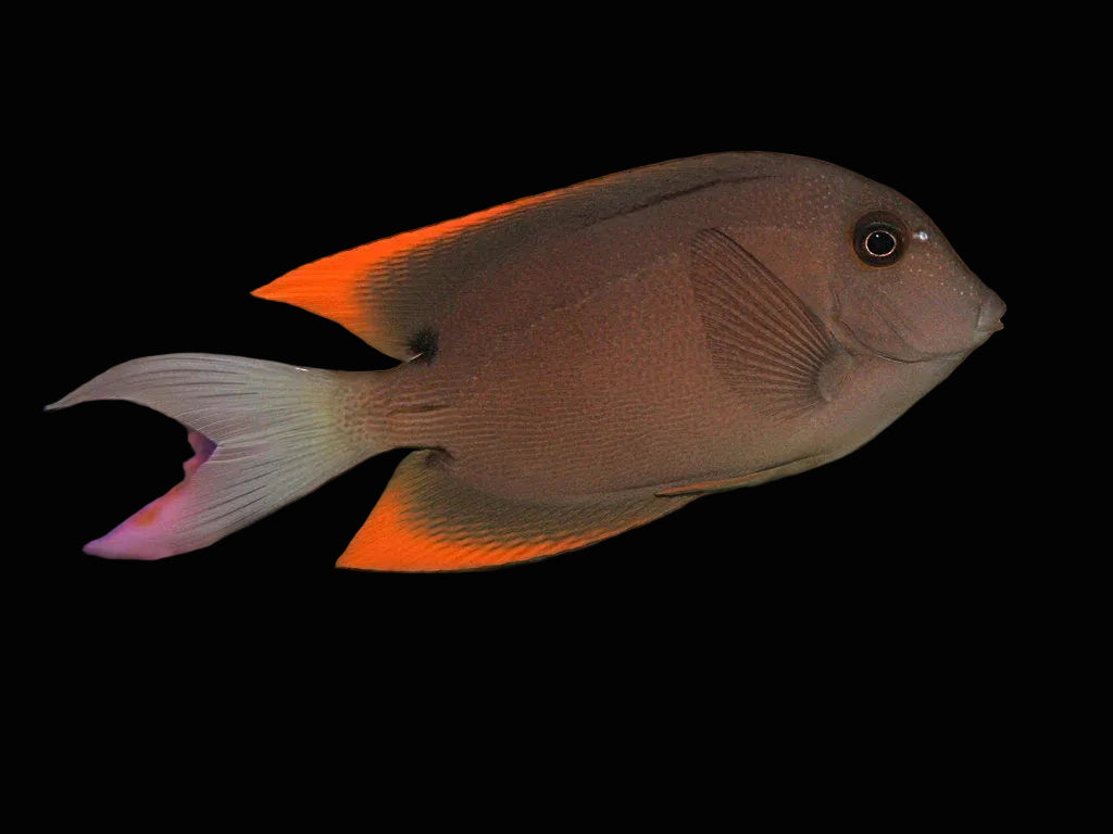 Small Tomini Bristletooth Tang