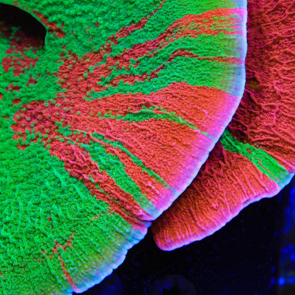 Jaw Breaker Montipora