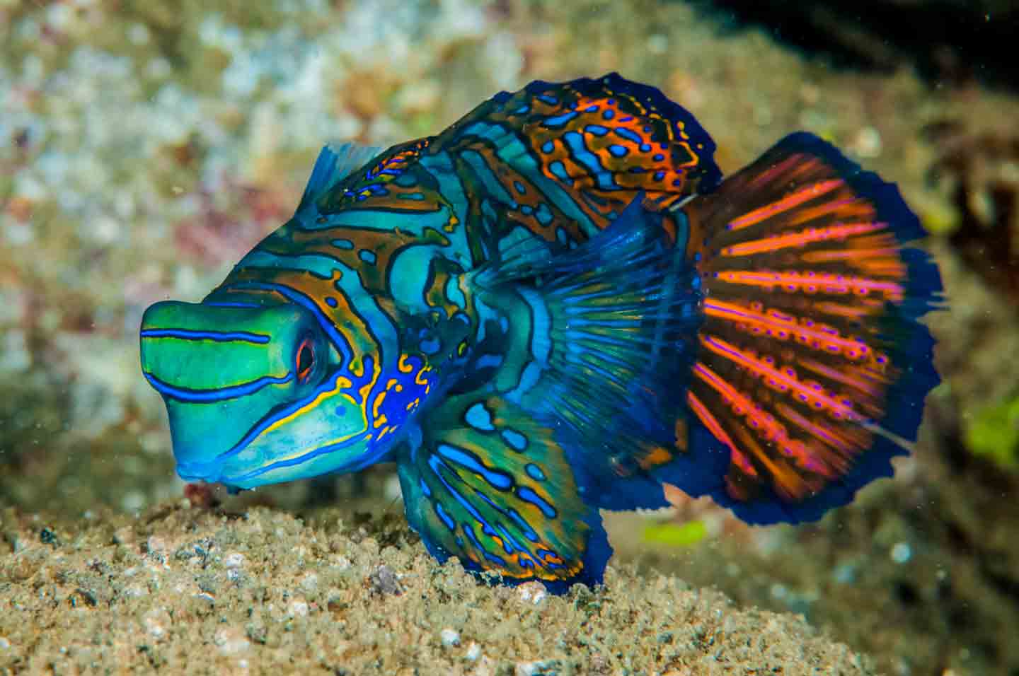Saltwater Fish