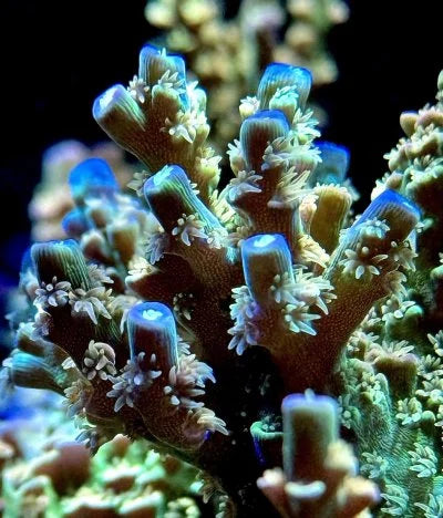 SPS Coral