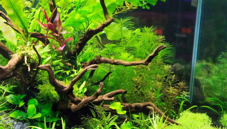Aquatic Plant