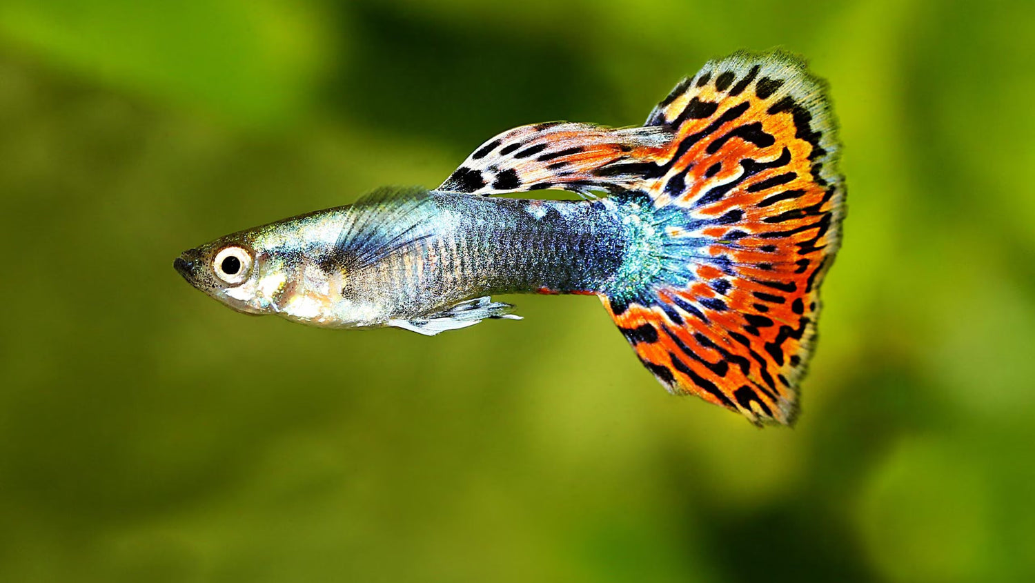 Freshwater Fish