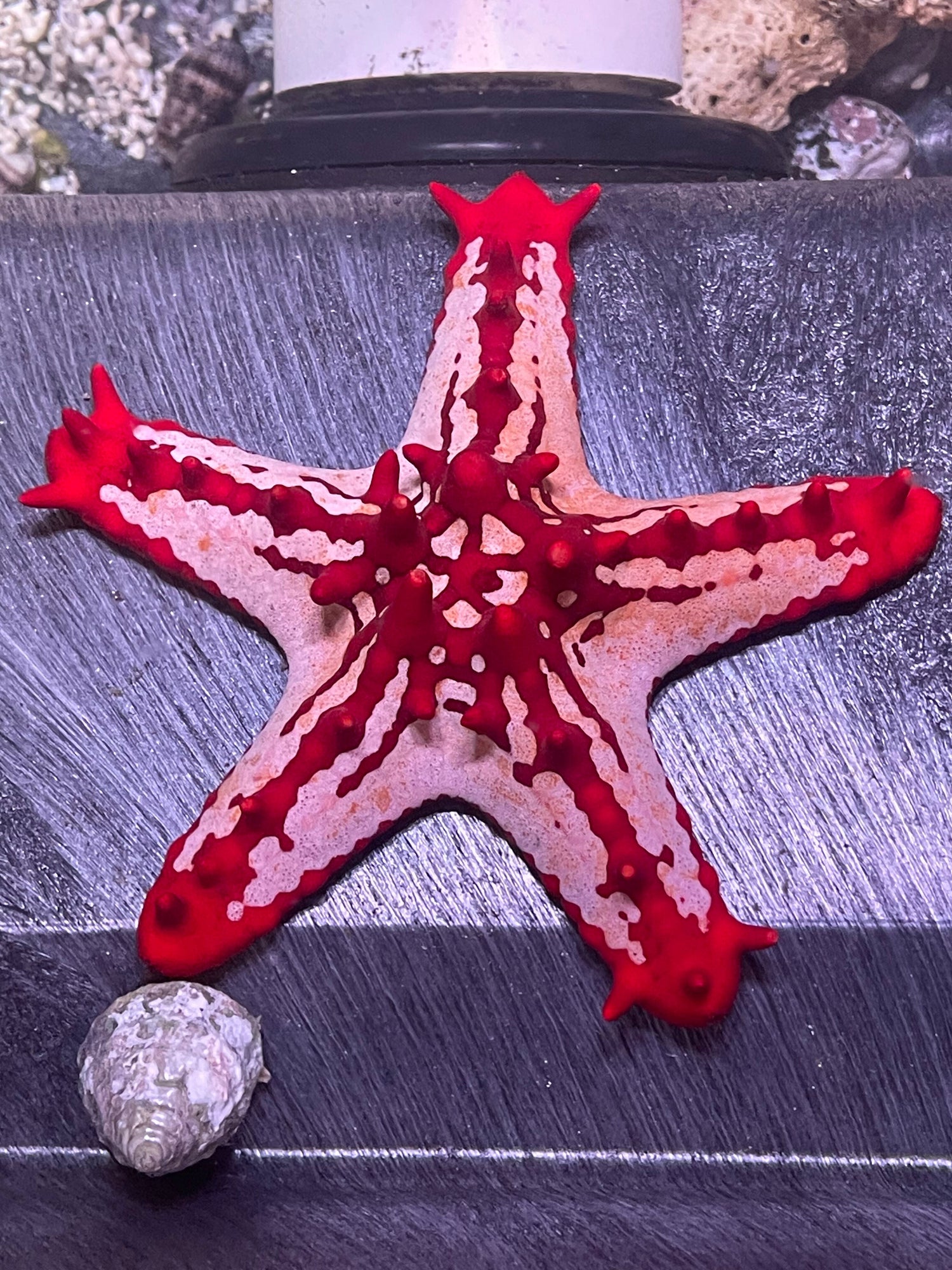 Saltwater Inverts