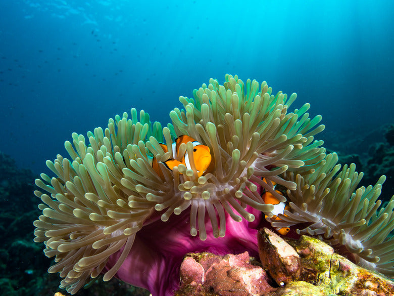 Anemone