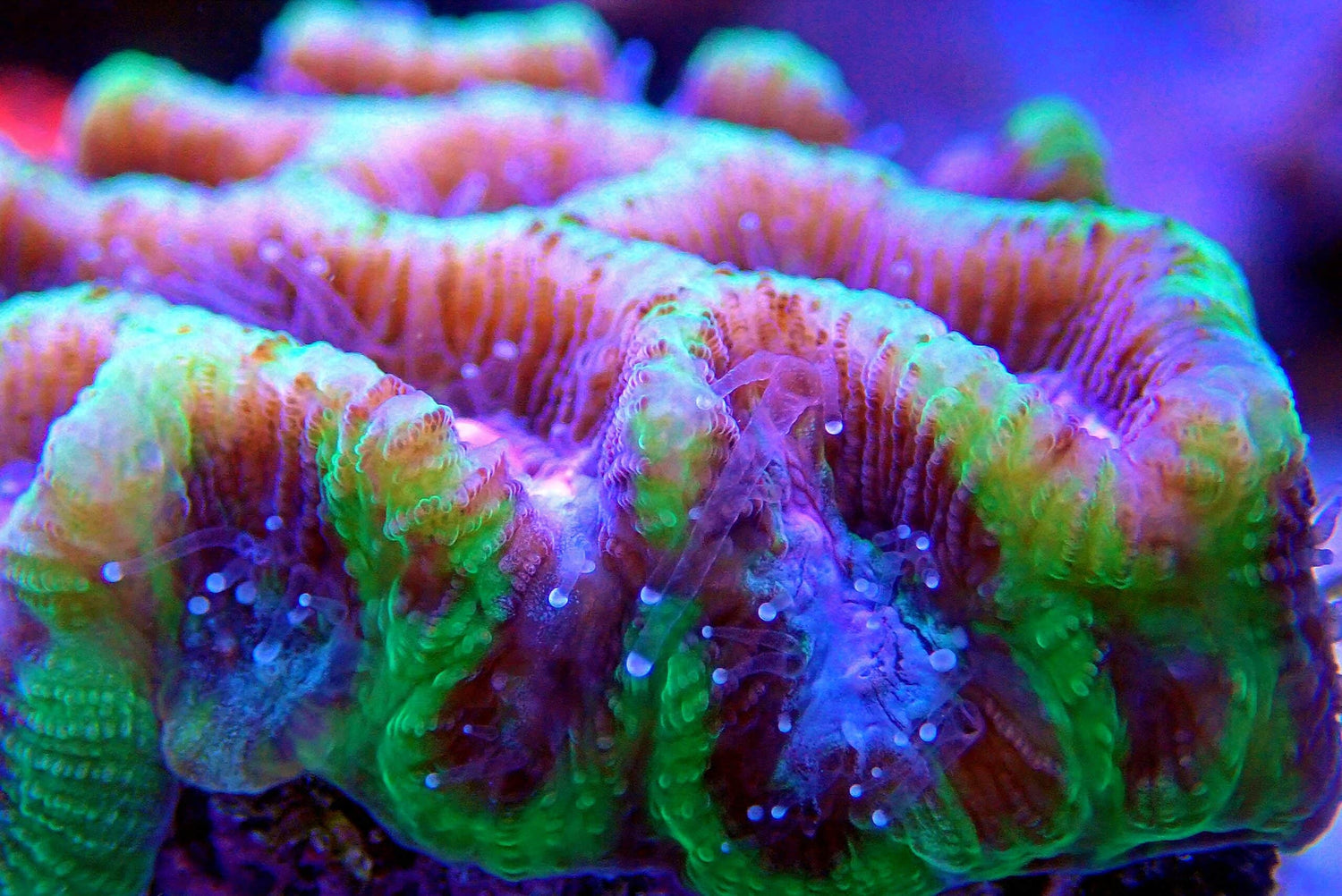 LPS Coral