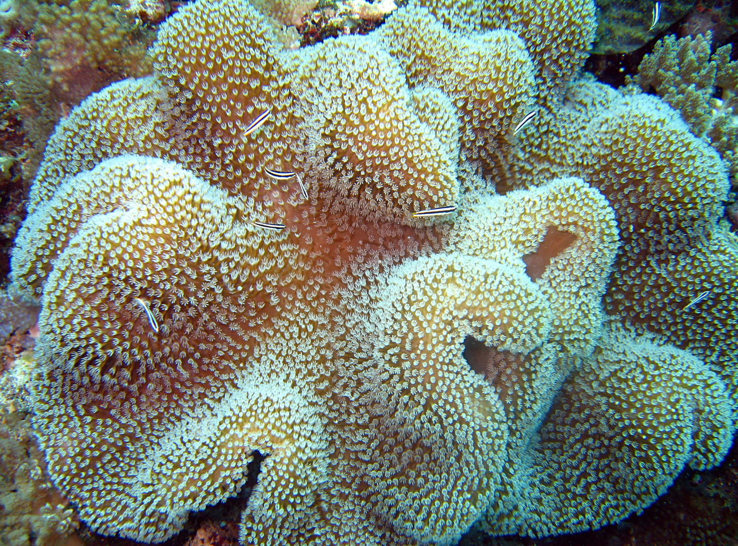 Softies Coral