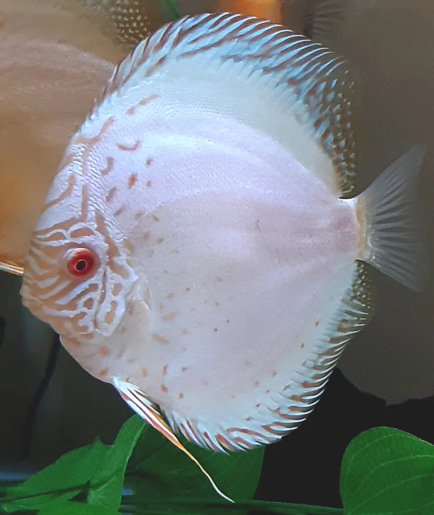 White Glass Pigeon Discus