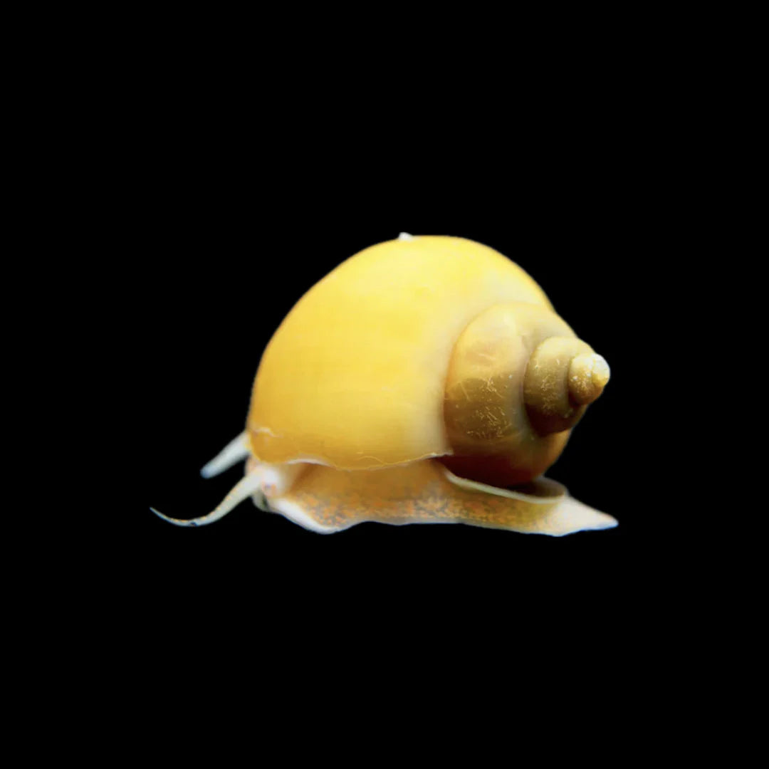 Mystery Snail